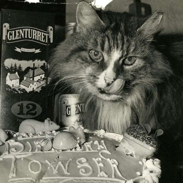 Gatos Guinness