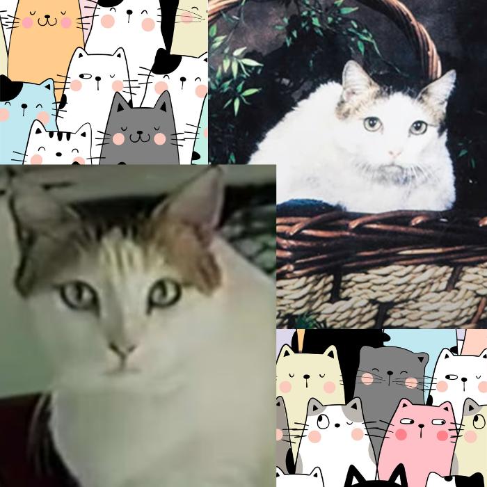 Gatos Premios Guinness