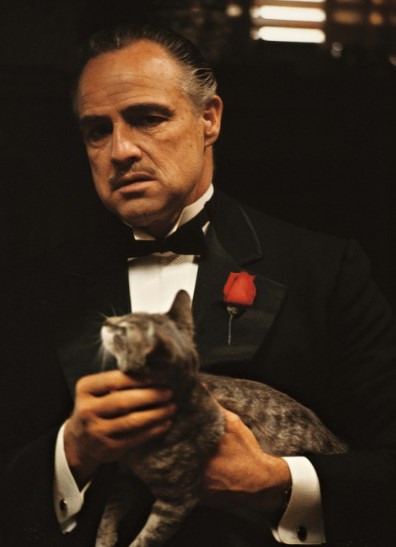 gatos misteriosos