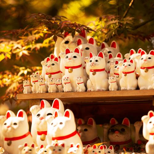 museo de gatos japon