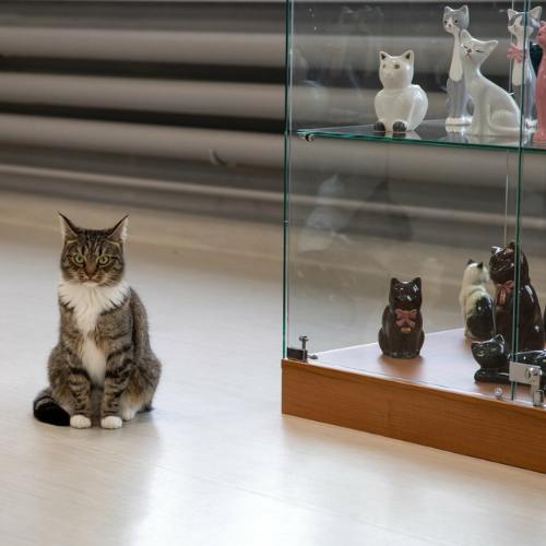 museo sobre felinos Lituania