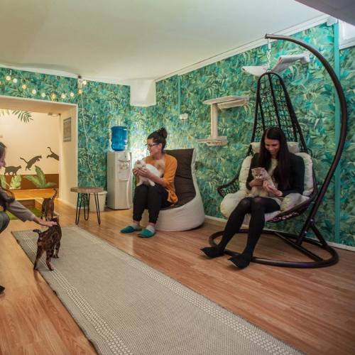 museo de gatos budapest