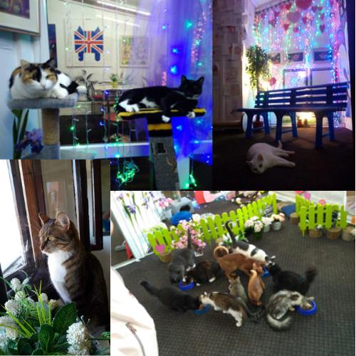 museo de gatos Bielorrusia