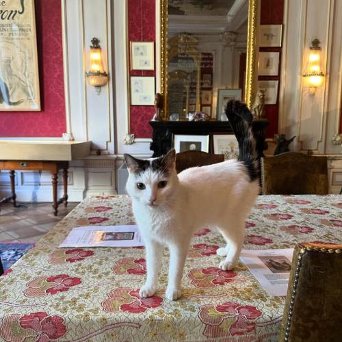 museo gatos paises bajos