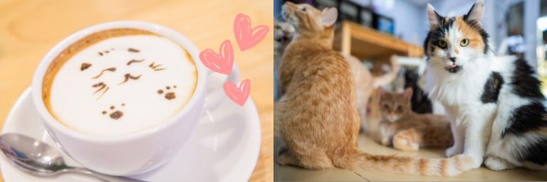 Los 6 Mejores Café de Gatos del Mundo