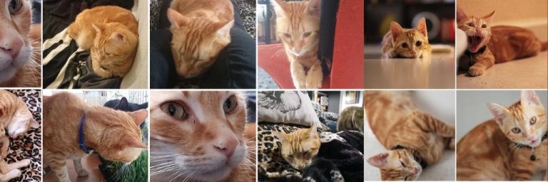Carta a mi Gato Auri | Un año sin ti