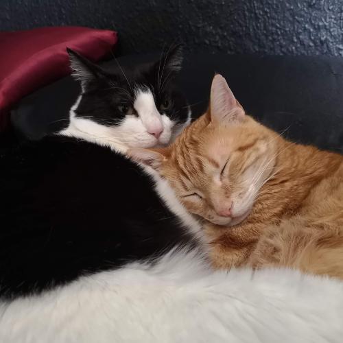 Carta a mi Gato Auri | Un año sin ti