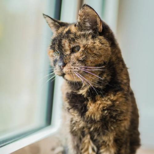 flossie Los 5 Gatos Más Longevos del Mundo: Récords Guinness que Desafían la Ciencia