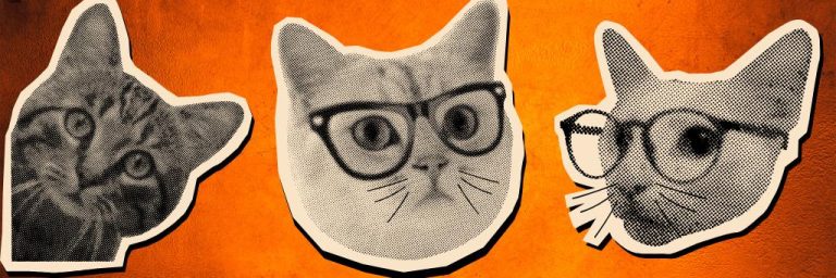 Los 5 Gatos Más Longevos del Mundo: Récords Guinness que Desafían la Ciencia