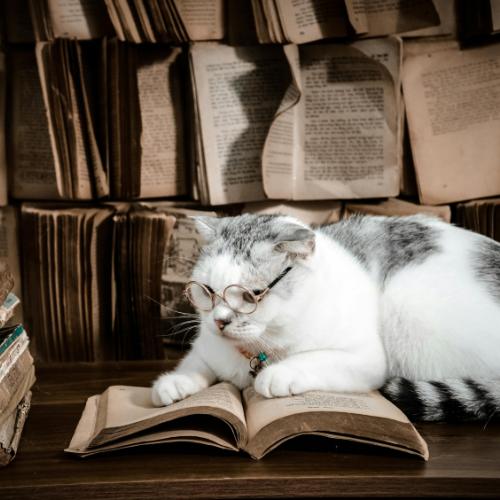 gato leyendo libro de fantasia