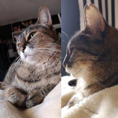 Milui Luisa gata